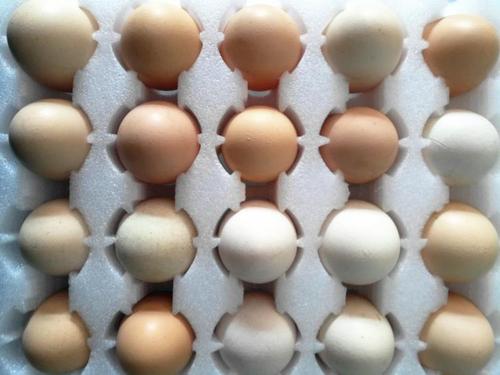 上海蛋托 值得信赖 昆山博众包装材料供应