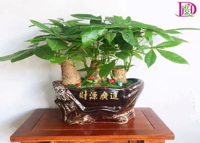 龙岗区直销发财树欢迎来电