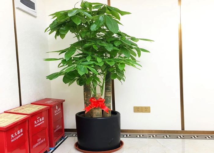 盐田区职业发财树推荐企业 抱诚守真「深圳市绿园轩园林花卉供应」