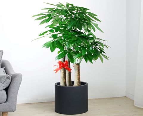 福田区销售发财树在线咨询 抱诚守真「深圳市绿园轩园林花卉供应」