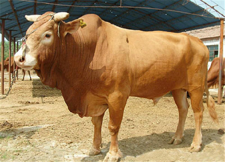 吉林改良鲁西黄牛质量放心可靠 嘉祥县华盛养殖场供应