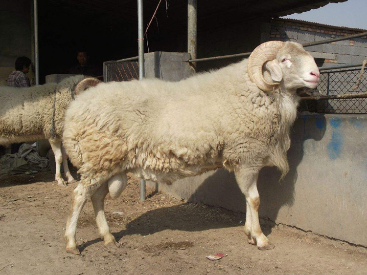 西藏改良小尾寒羊价格 嘉祥县华盛养殖场供应