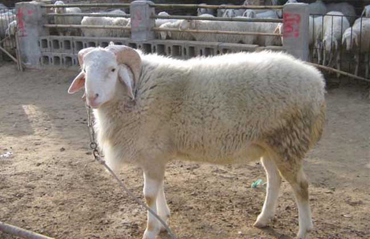 甘肃纯种小尾寒羊有哪些特点,小尾寒羊