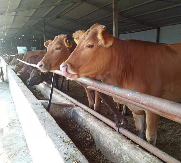 黑龙江质量杂交肉牛的特点 嘉祥县华盛养殖场供应