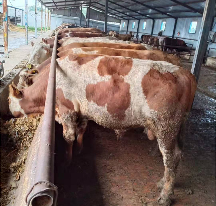 重庆三个月肉牛犊多少钱 嘉祥县华盛养殖场供应