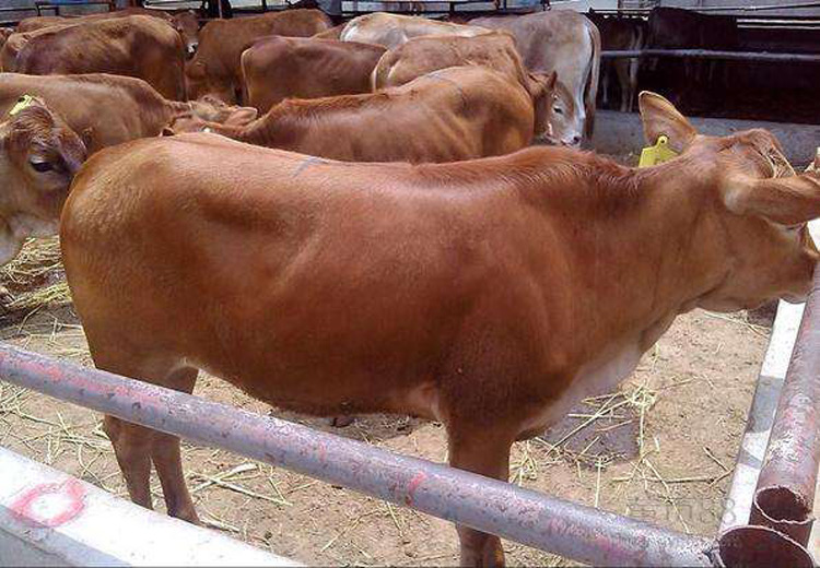 重庆质量肉牛犊养殖场,肉牛犊