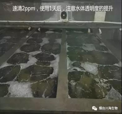 宜昌质量速清多少钱「烟台川海生物技术供应」