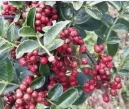 鹤岗花椒提取物OEM代加工