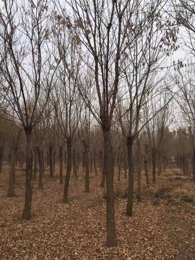 北京三年帽白蜡白蜡 济宁市任城区禾盛苗木种植供应