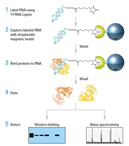 上海云序生物科技有限公司