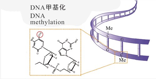 上海DNA甲基化云序供