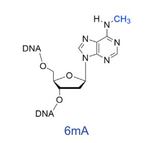 上海6mA DNA测序云序供