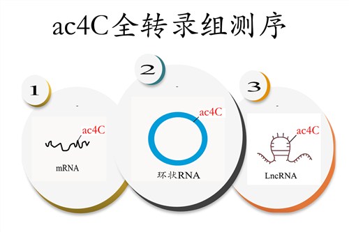 上海ac4C RNA乙酰化云序供