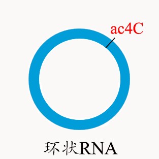 上海ac4C 环状RNA云序供