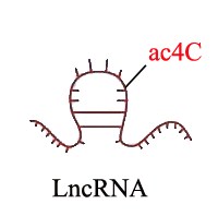 上海云序生物科技有限公司