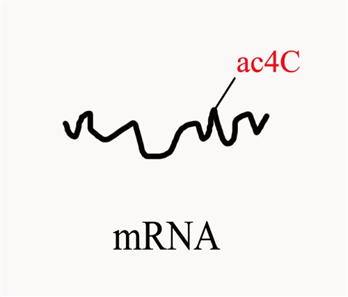 上海ac4C mRNA测序云序供