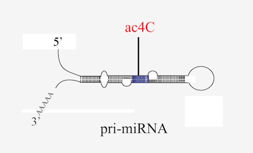 上海ac4C pri-miRNA云序供