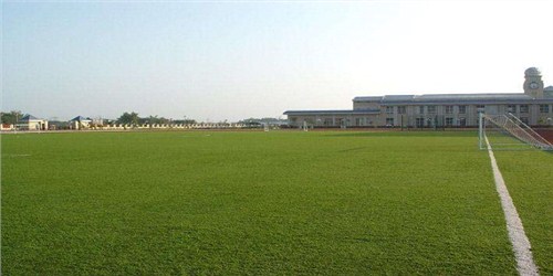 上海草坪厂家报价 湖北帝冠体育设施供应