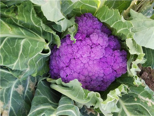 口碑好紫花菜源头好货 值得信赖 昆明亚约燊农业科技开发供应