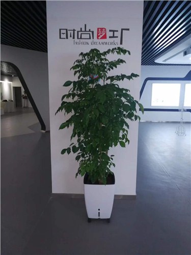 鲤城办公室绿植养护
