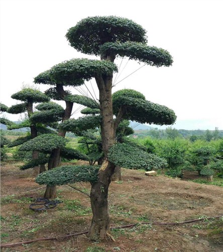 山东对节白蜡生产基地