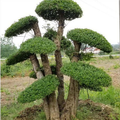 江西质量对节白蜡景观树品质售后无忧