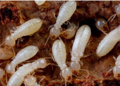 白蚁虫害防治公司:白蚁主要食物是哪里来的?