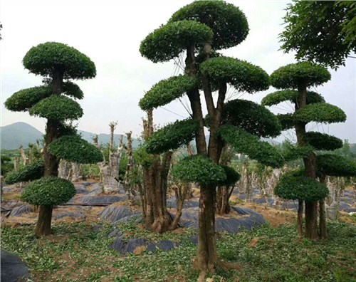 优质对节白蜡桩景好货源好 欢迎来电「鑫宝盛供应