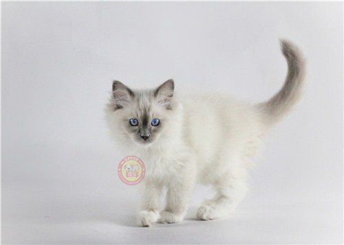 西市区纯种布偶猫市价