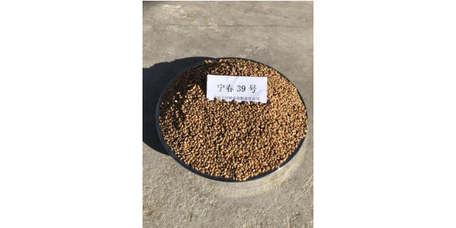 抗旱宁春39号批发,宁春39号