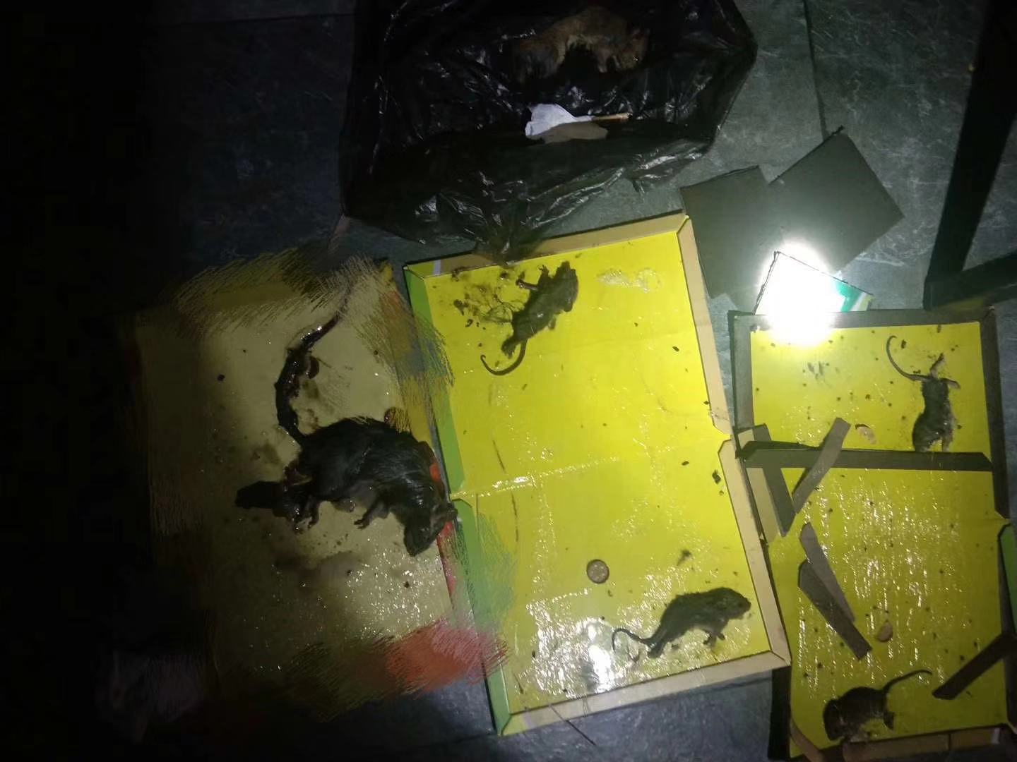 苏州灭鼠哪家好 欢迎来电「上海蜀来堡环保科技供应」