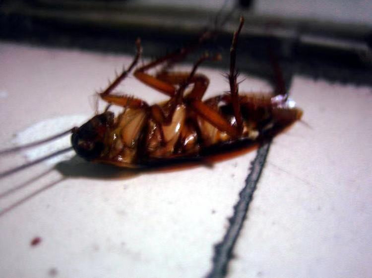 רҵļҺ ·ϺƼӦ