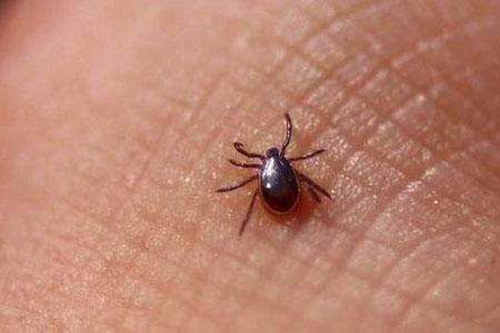 快速上门除蜱虫价格如何计算 客户至上「上海蜀来堡环保科技供应」