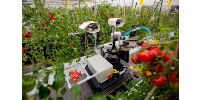 海南小番茄智能采摘機器人定制,智能采摘機器人