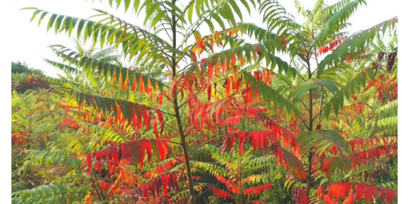 四川火炬树育苗种植基地