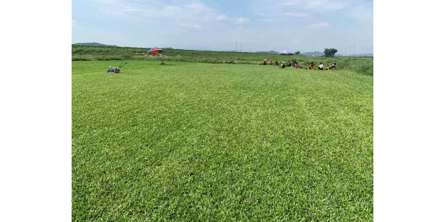 北京绿化草坪种植基地,草坪