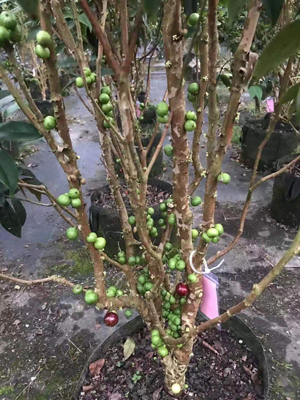 厦门沙巴树葡萄种植基地