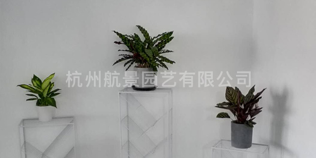 富阳区盆景花卉租摆养护 贴心服务「杭州航景园艺供应」