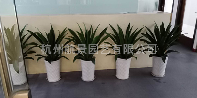滨江区植物租赁养护 铸造辉煌「杭州航景园艺供应」