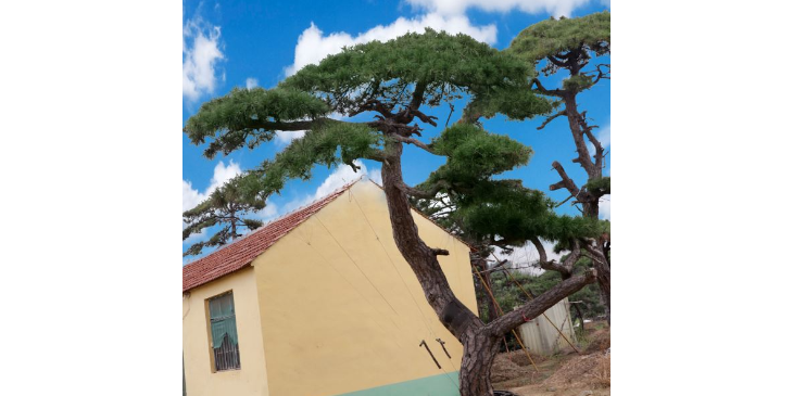 雅安泰山松树