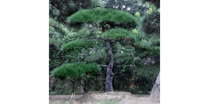 丹东泰山松盆景