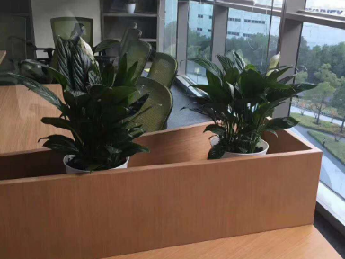 黄浦室内花卉租赁询价