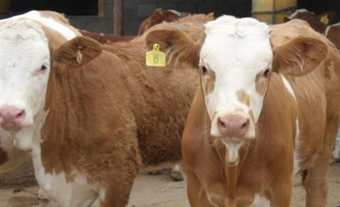 陕西质量肉牛犊出售 嘉祥县华盛养殖场供应