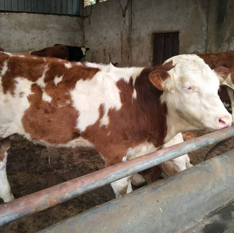 陕西育肥肉牛犊养殖基地,肉牛犊