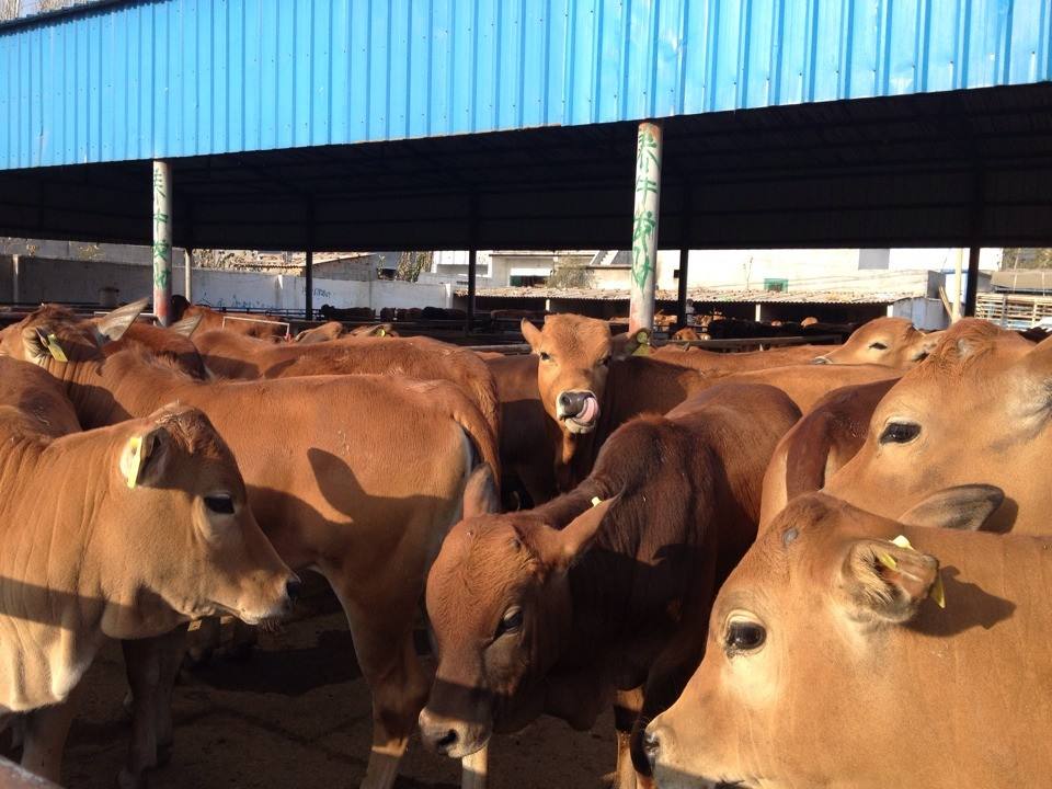 新疆鲁西黄牛要多少钱 嘉祥县华盛养殖场供应