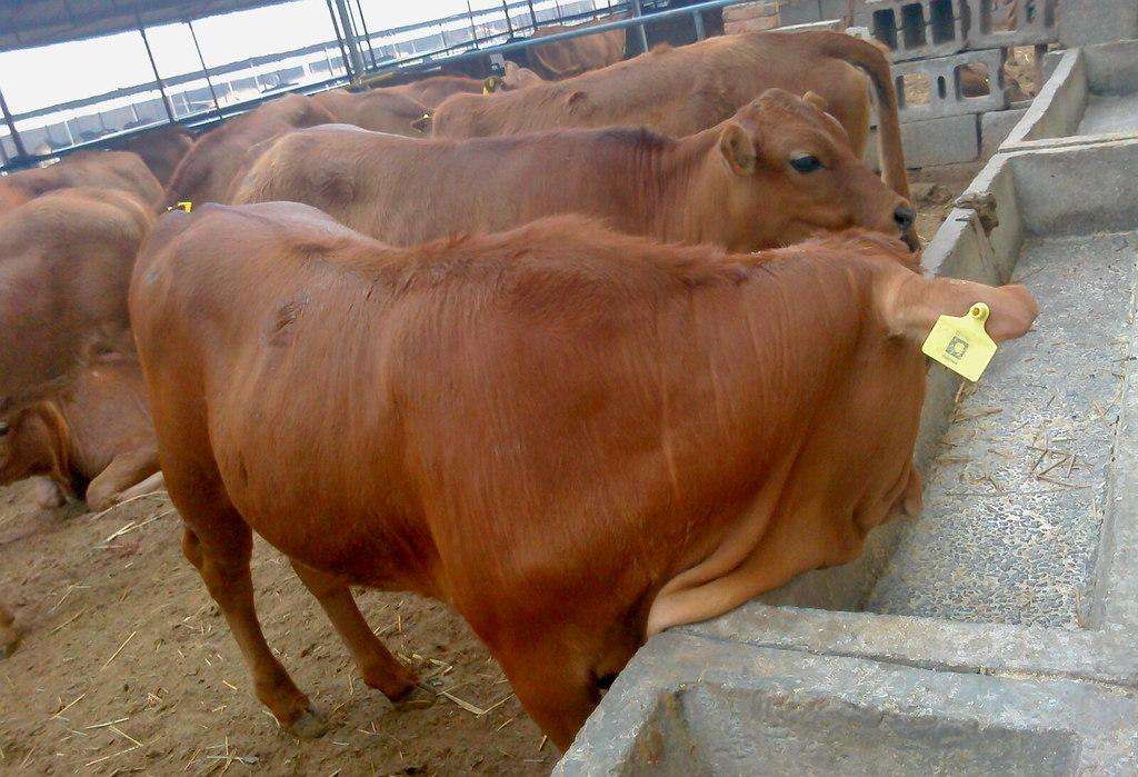 贵州鲁西黄牛要多少钱 嘉祥县华盛养殖场供应