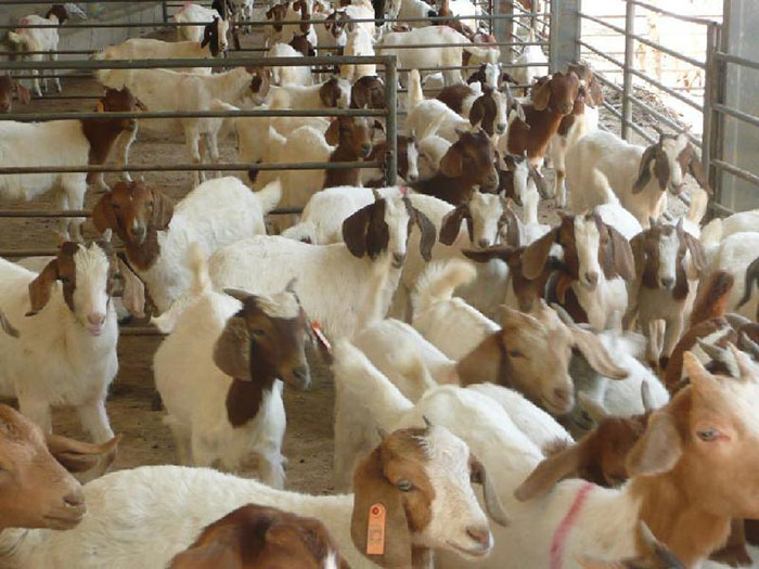 福建纯度高波尔山羊需要多少钱 嘉祥县华盛养殖场供应