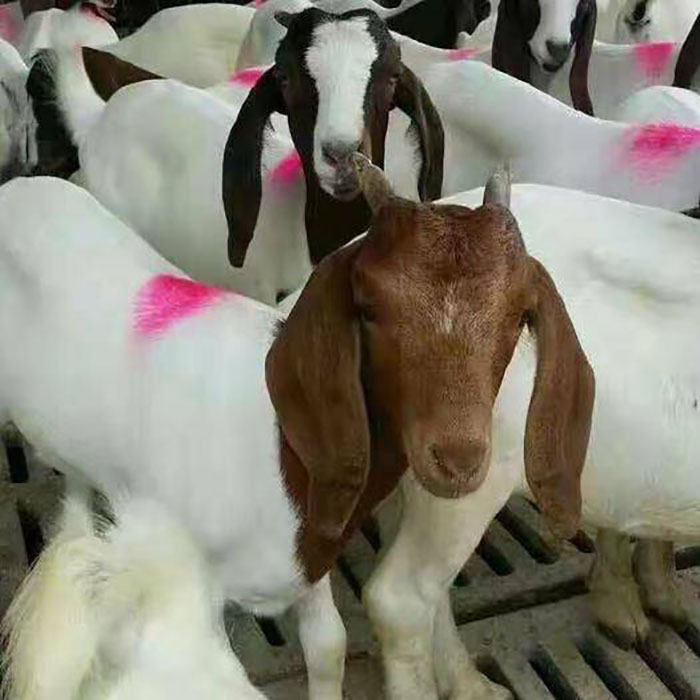 贵州种羊波尔山羊价格,波尔山羊