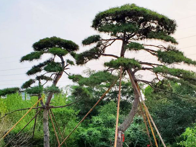 景观黑松造型