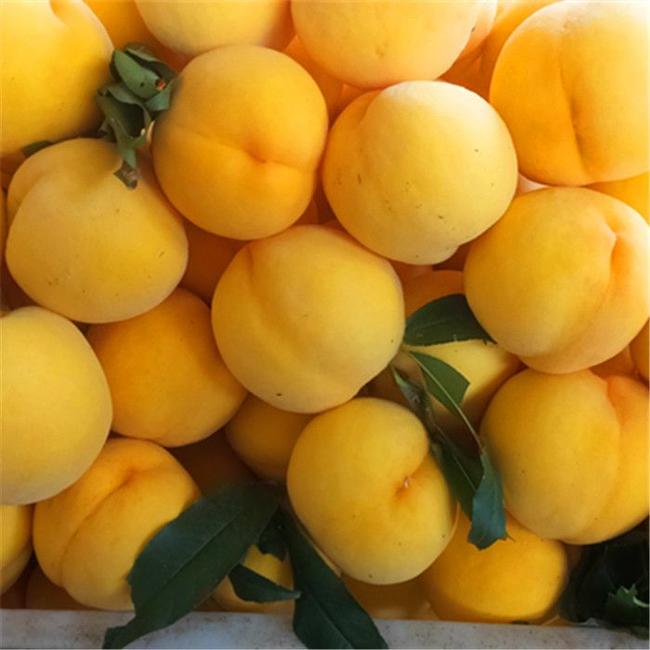 锦绣黄桃上海果园哪个好 诚信服务「上海青来果林供应」